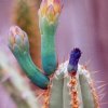 Cereus_jujuyensis